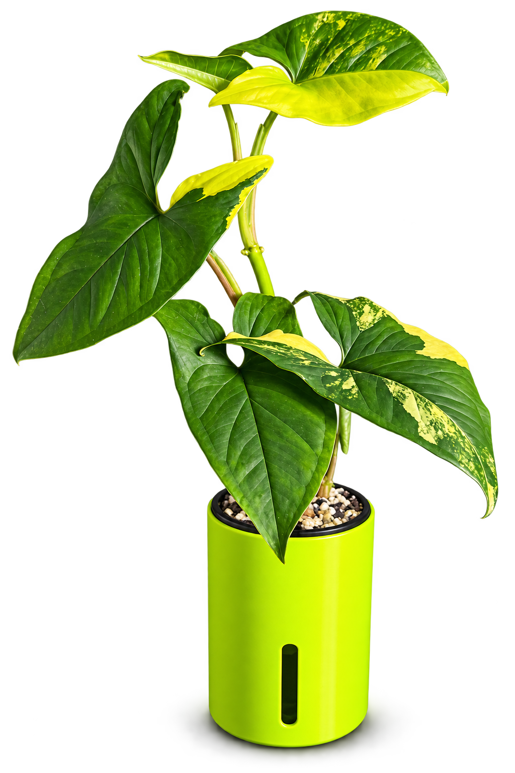 Variegated plant growing in a neon green Little Modern Leaf medium self-watering cup