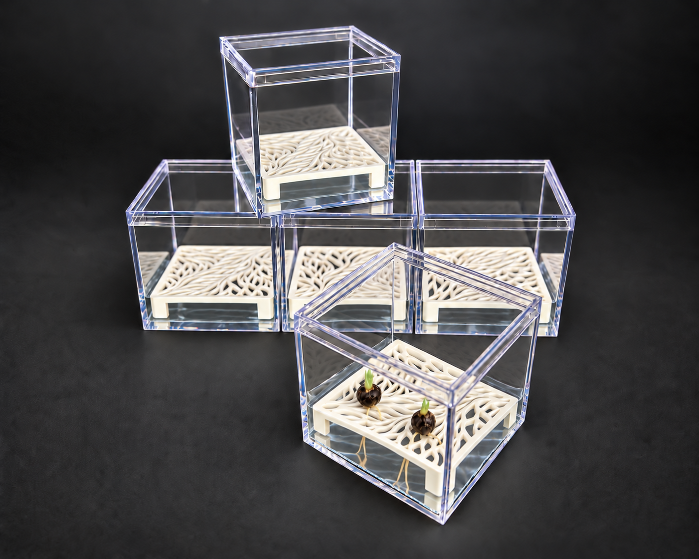 Five clear propagation cubes with White botanical risers, two sprouting corms and water below the risers